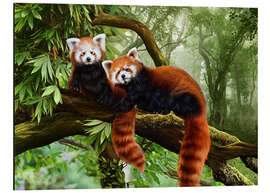 Aluminiumtavla Red Pandas