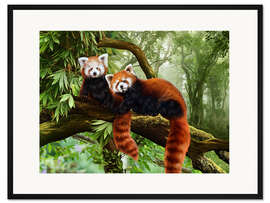 Gerahmter Kunstdruck Rote Pandas