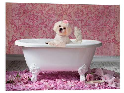 Tableau en PVC Chien blanc dans un bain de roses