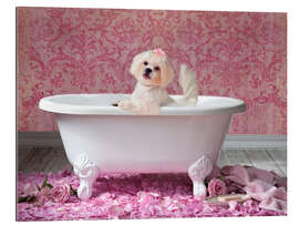 Tableau en plexi-alu Chien blanc dans un bain de roses