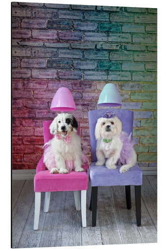 Aluminium print Dogs under the hair dryer