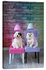 Canvas print Dogs under the hair dryer