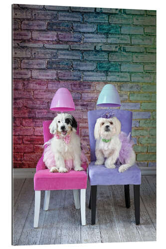 Gallery print Dogs under the hair dryer