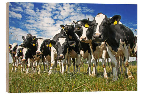 Wood print Cows