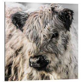 Aluminium print Galloway calf