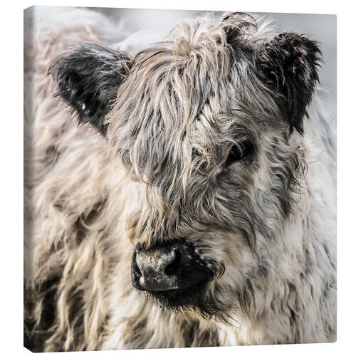Leinwandbild Galloway Kälbchen