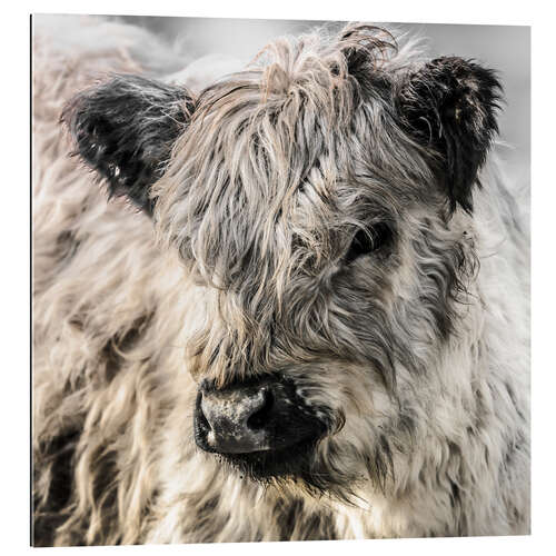 Gallery print Galloway calf