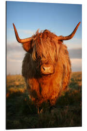 Aluminium print Highland Cattle