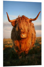 Foam board print Highland Cattle