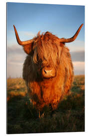 Gallery print Highland Cattle