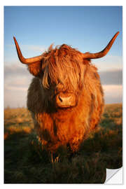 Naklejka na ścianę Highland Cattle