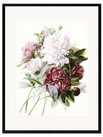 Framed art print Peonies