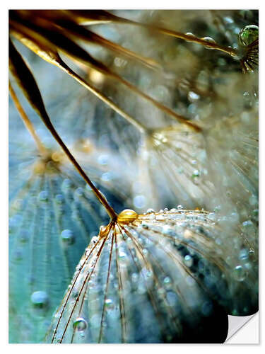 Naklejka na ścianę Dandelion Mystik