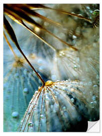 Selvklebende plakat Dandelion Mystik