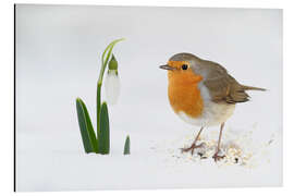 Magnettafel Tiere Vögel