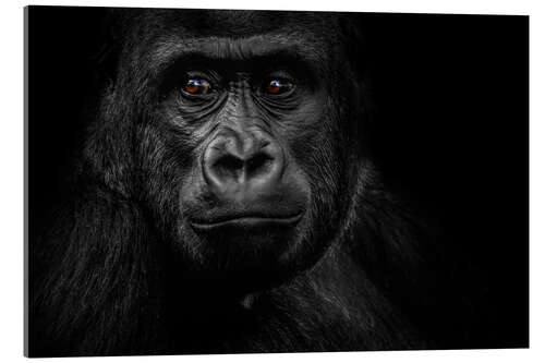 Acrylic print Monkey Gorilla