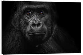 Stampa su tela  Monkey Gorilla - WildlifePhotography