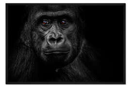 Gerahmter Kunstdruck Affe Gorilla