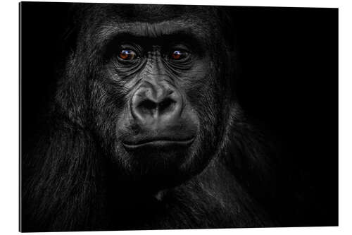 Gallery print Monkey Gorilla