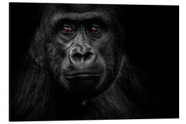 Magnettafel Affe Gorilla