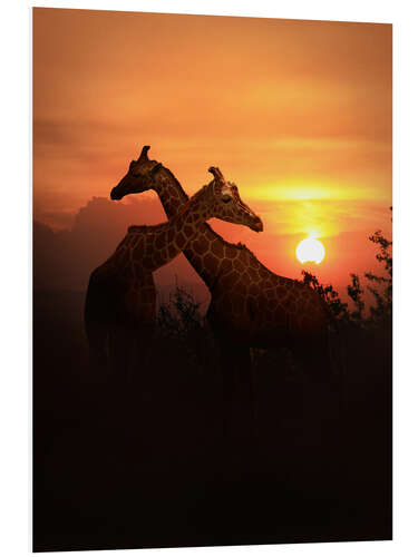 Stampa su PVC Love among giraffes