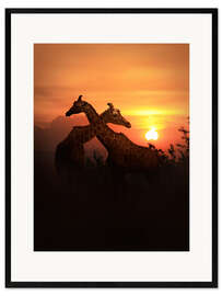 Gerahmter Kunstdruck Liebe unter Giraffen