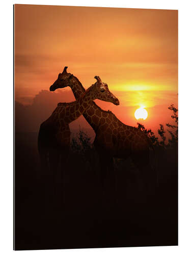 Galleriprint Love among giraffes