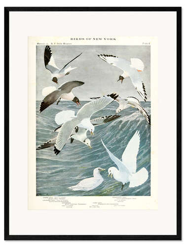 Framed art print Gulls & Kittiwake