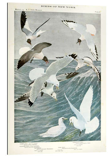 Gallery print Gulls & Kittiwake