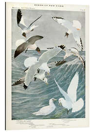 Magnettafel Möwen und Rissa