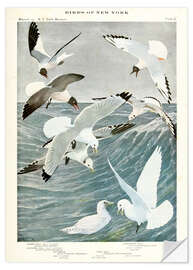 Wall sticker Gulls &amp; Kittiwake