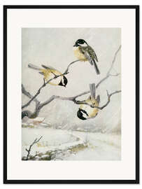 Gerahmter Kunstdruck Schwarzkopfmeise