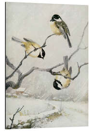 Magnettafel Schwarzkopfmeise