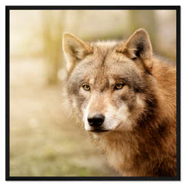 Gerahmter Kunstdruck Wolf II