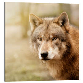 Gallery print Wolf II