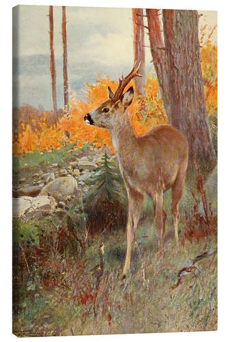 Canvas print Roe Deer