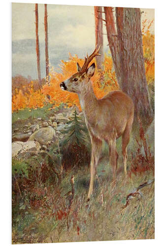 Foam board print Roe Deer