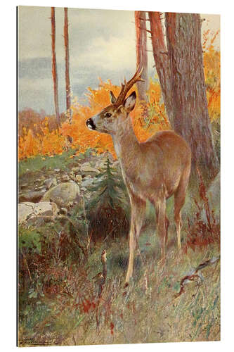 Gallery print Roe Deer