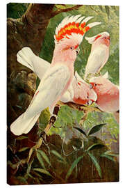 Canvas print Leadbeater&#039;s Cockatoo