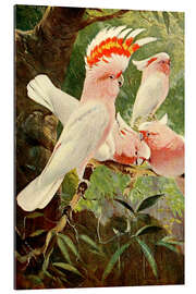 Gallery print Leadbeater&#039;s Cockatoo