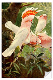 Selvklebende plakat Leadbeater's Cockatoo