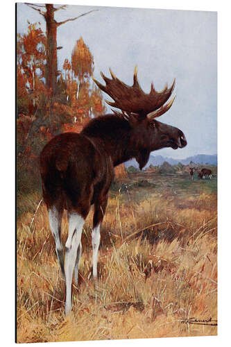 Aluminium print Elk or Moose