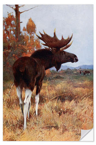 Naklejka na ścianę Elk or Moose