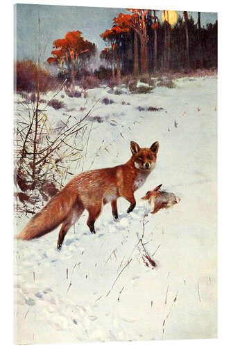 Acrylic print Fox