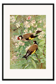 Gerahmter Kunstdruck Stieglitz