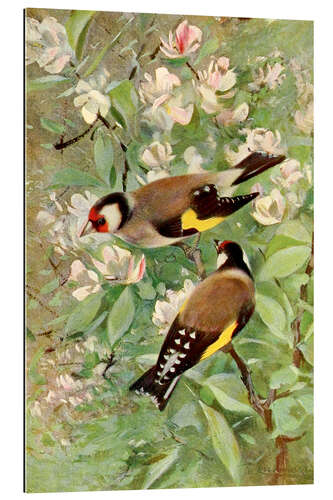 Gallery print Goldfinch