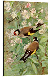 Magnettafel Stieglitz