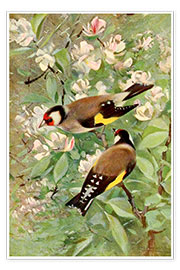 Plakat Goldfinch
