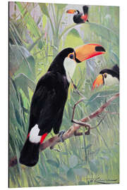 Tableau en aluminium Toucan toco