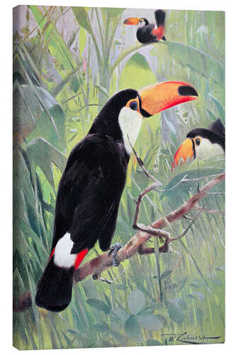 Lærredsbillede Great Toucan